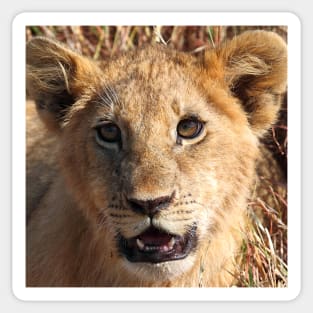 Lion Cub Portrait, Maasai Mara, Kenya Sticker